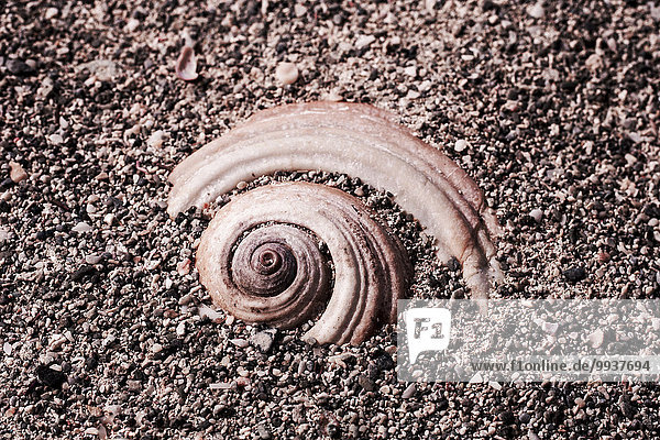 Landschaftlich schön landschaftlich reizvoll Europa Landschaft Küste Tier Sand Schnecke Gastropoda Kreta Griechenland Weichtier