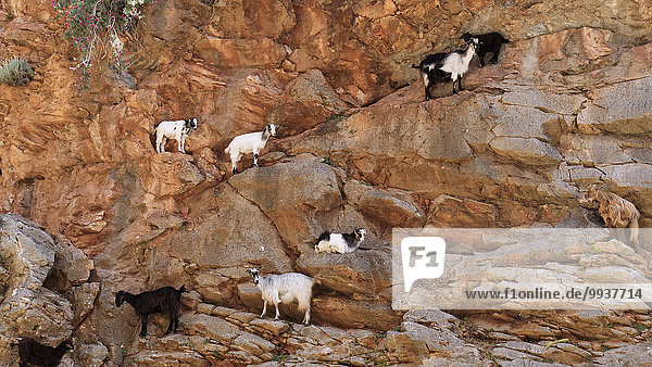 gulch  rock  cliff  cliff wall  Greece  Europe  domestic animals  island  isle  Crete  Mediterranean  province Chania  regional district  Chania  gulch  nanny goats