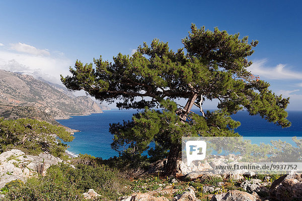 Tree  Brutia pine  pine  grove  Greece  Europe  sky  Calabrian pine  pine  conifer  Crete  coast  coastal scenery  scenery  landscape  Libyan sea  sea  Mediterranean Sea  conifer  Pinus brutia  Sougia
