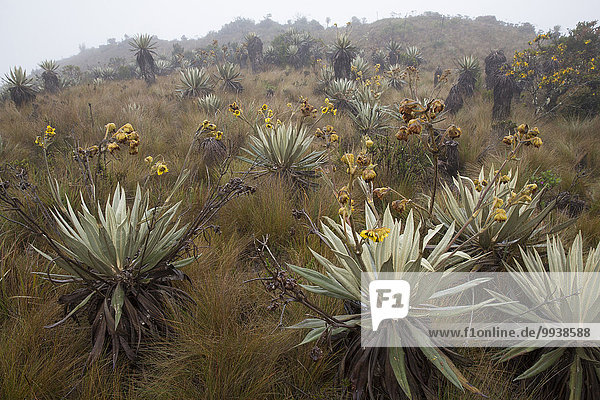 Nationalpark Blume Botanik Natur Pflanze lateinamerikanisch Kolumbien Südamerika