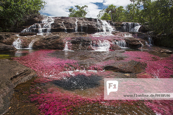 River  Flow  brook  body of water  nature  water  South America  Latin America  Colombia  red  colorful  canyon  Cano Cristales  Macarena  national park  red  colors