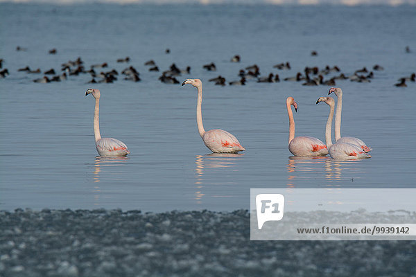 Switzerland  Thurgau  Lake Bodensee  avian  tetrapod vertebrates  flamingos  phoenicopteriformes  winter