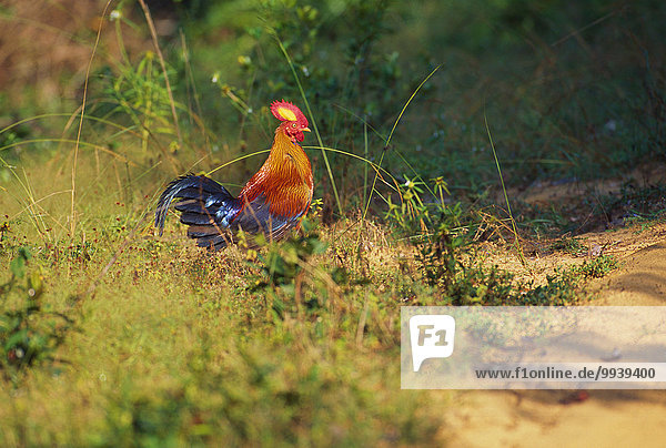 Sri Lanka Junglefowl  Gallus lafayetii  Phasianidae  hen  cock  bird  animal  Sri Lanka