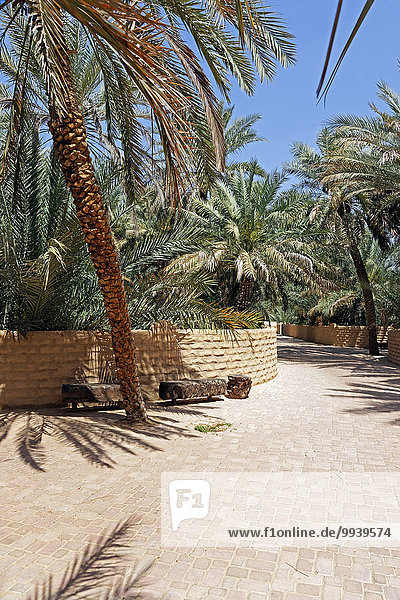 Abu Dhabi Hauptstadt Vereinigte Arabische Emirate VAE Wand Tradition Baum Pflanze Garten Weg Al-Ain Asien Oase Tourismus