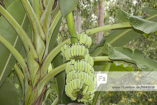 Banane Frucht Kleinkindalter Kleinkind Pflanze Close-up anbauen Asien Strauch Vietnam