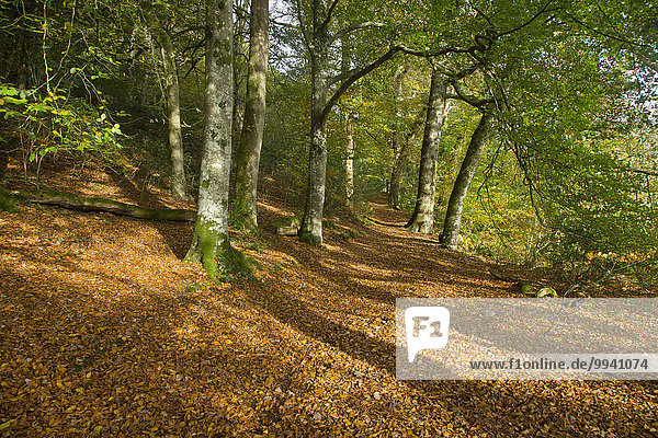 Laubwald Sonnenstrahl Baum Schatten North Devon Laub rot Herbst braun England