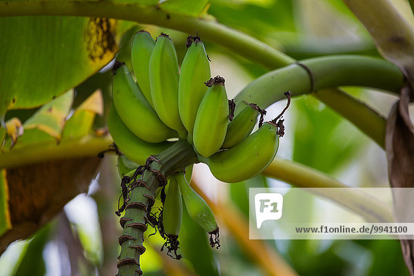 Ostafrika Banane Frucht Reise Pflanze Afrika Tansania