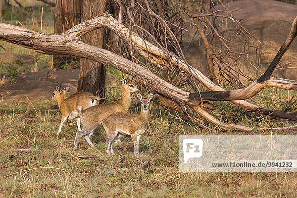 Ostafrika Klippspringer Oreotragus oreotragus Tier Reise Säugetier Landschaftlich schön landschaftlich reizvoll Serengeti Nationalpark Wildtier Afrika Tansania