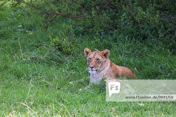 Ostafrika Löwe Panthera leo Tier Reise Säugetier Landschaftlich schön landschaftlich reizvoll Serengeti Nationalpark Wildtier Afrika Tansania