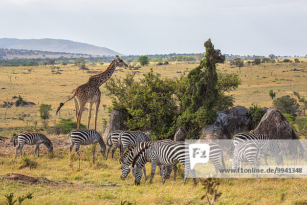 Ostafrika Landschaftlich schön landschaftlich reizvoll Giraffe Giraffa camelopardalis Steppenzebra Equus quagga Landschaft Tier Reise Säugetier Zebra Serengeti Nationalpark Wildtier Afrika Tansania Equus quagga Steppenzebra
