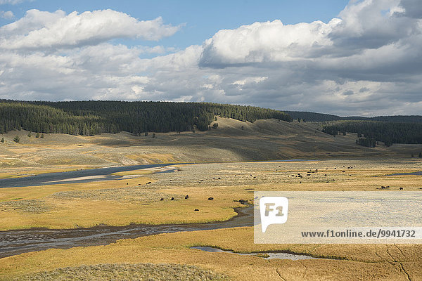 USA United States America Wyoming Rockies Rocky Mountains Yellowstone National Park UNESCO World Heritage bison animal Hayden Valley landscape