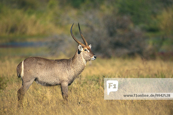 Waterbuck  Kobus ellipsiprymnus  Bovidae  ram  Antelope  mammal  animal  Krüger  National Park  South Africa