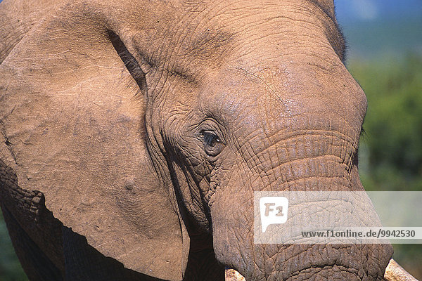 African Elephant  Loxodonta africana  Elephantidae  Elephant  portrait  mammal  animal  Addo Elephant  National Park  South Africa