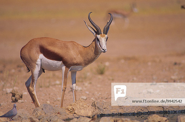 Südliches Afrika Südafrika Springbock Antidorcas marsupialis Nationalpark Tier Säugetier Antilope Hornträger Bovidae
