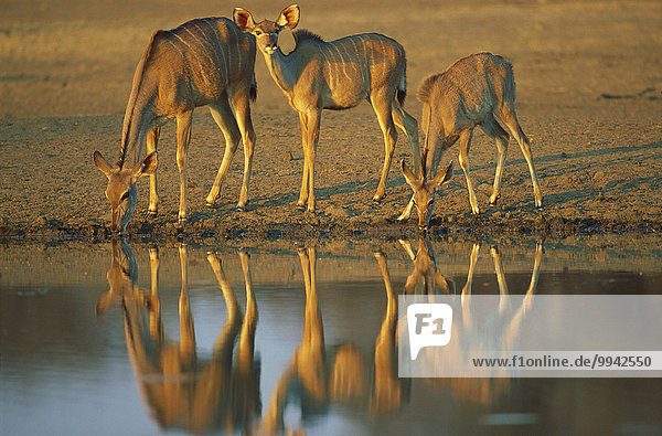 Kudu  Tragelaphus strepsiceros  Bovidae  females  cows  Antelope  mammal animal  Kalkfeld  Namibia  South Africa