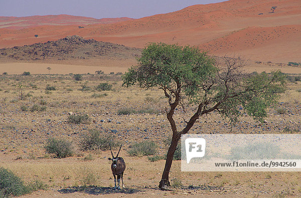 Oryx  Oryx gazella  Bovidae  Antelope  mammal  animal  desert  red sand dunes  Namib Naukluft  National Park  Namibia  South Africa