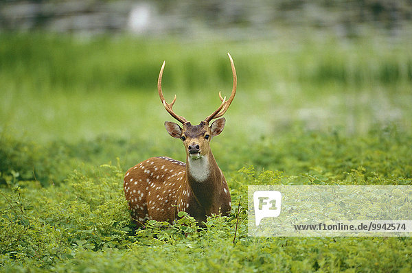 Spotted Deer  Axis axis  Cervidae  bull  Deer  animal  mammal  Yala  National Park  Sri Lanka