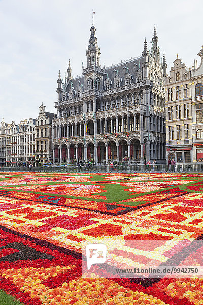 Belgium  Brussels  Grand Place  Flower Carpet Festival and Brussels City Museum