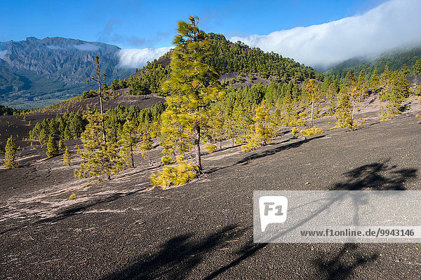 Europa Baum Nebel Kiefer Pinus sylvestris Kiefern Föhren Pinie Kanaren Kanarische Inseln La Palma Spanien