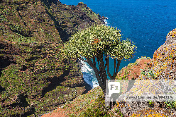 Drachenbaum dracaena Europa Küste Meer Kanaren Kanarische Inseln La Palma Spanien