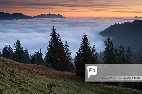 View  Glaubenbielen  Switzerland  Europe  canton  Obwalden  wood  forest  spruces  morning  mood  sea of fog