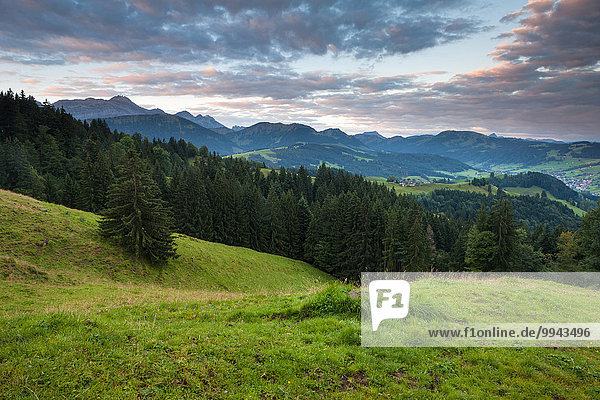 Europa Wald Holz Ansicht Fichte Morgendämmerung Schweiz Morgenlicht