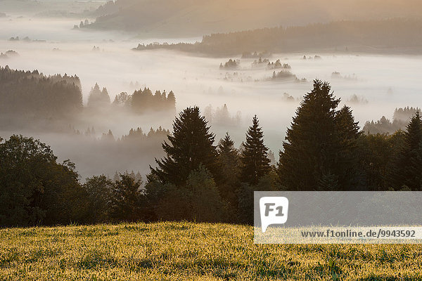 Laubwald Europa Landschaft Wald Nebel Sumpf Morgendämmerung Moor Schweiz Morgenlicht