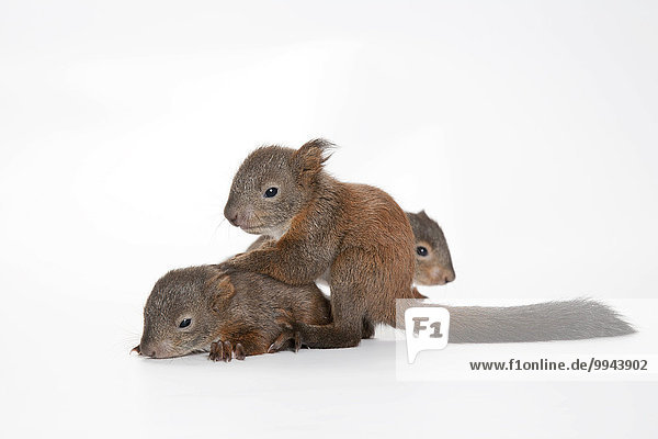 Eichhörnchen (Sciurus vulgaris)  drei Jungtiere