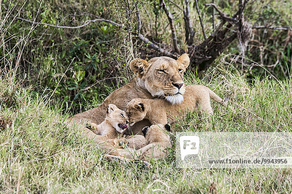 Löwin (Panthera leo) mit Jungen  Masai Mara  Kenia  Ostafrika  Afrika
