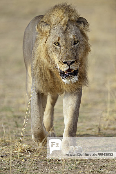 Löwe (Panthera leo) Männchen gehend Südluangwa-Nationalpark Sambia Afrika