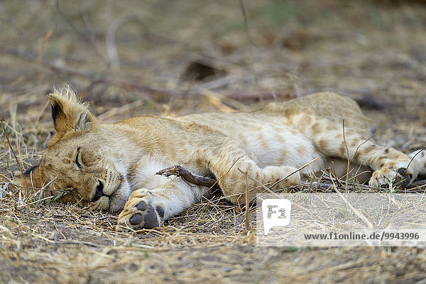 Kleiner Löwe (Panthera leo)  Jungtier schläft  Unterer-Zambesi-Nationalpark  Sambia  Afrika