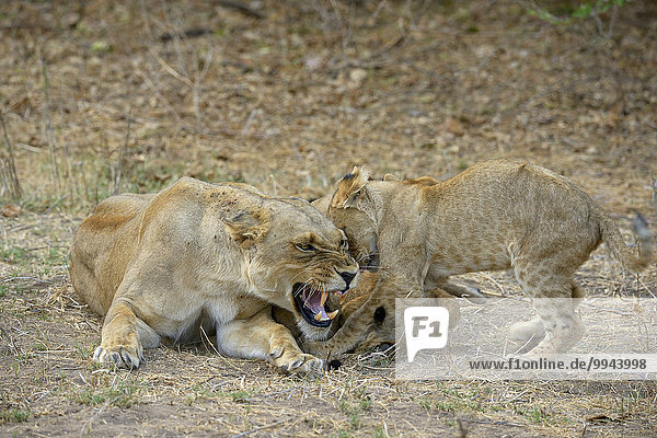Löwin (Panthera leo),  zorniges Weibchen säugt Jungtiere,  Untere-Zambesi-Nationalpark,  Sambia,  Afrika