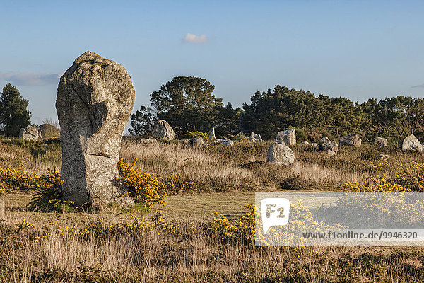 Steinreihe  Menhire von Carnac  UNESCO-Weltkulturerbe  Carnac  Bretagne  Frankreich  Europa