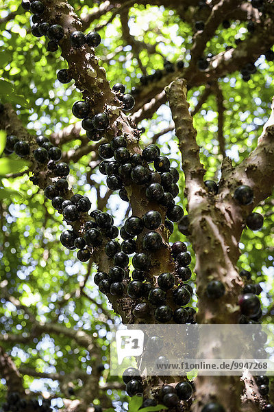 Jaboticaba oder Baumstammkirsche  Früchte am Jabuticabeira-Baum (Plinia cauliflora)  Rio de Janeiro  Brasilien  Südamerika