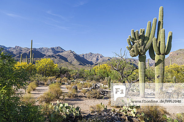 Kakteenlandschaft mit riesigen mutierten Saguaro-Kakteen (Carnegiea gigantea)  hinten Gebirge  Sonora-Wüste  Tucson  Arizona  USA  Nordamerika