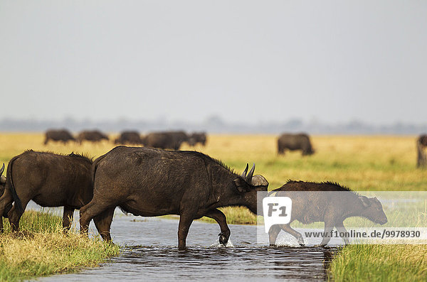 Kaffernbüffel (Syncerus caffer caffer)  Kuh mit Kalb überquert einen Strom  Savuti Marsh  Chobe-Nationalpark  Botswana  Afrika