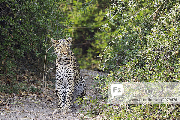 Leopard (Panthera pardus)  Männchen  Chobe-Nationalpark  Botswana  Afrika