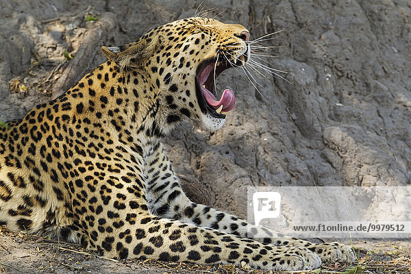 Leopard (Panthera pardus)  gähnendes Männchen  Chobe-Nationalpark  Botswana  Afrika