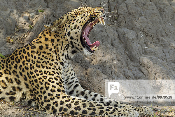 Leopard (Panthera pardus)  gähnendes Männchen  Chobe-Nationalpark  Botswana  Afrika
