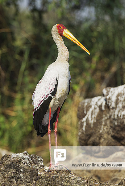 Nimmersatt (Mycteria ibis)  auf einer Insel im Chobe Fluss  Chobe-Nationalpark  Botswana  Afrika