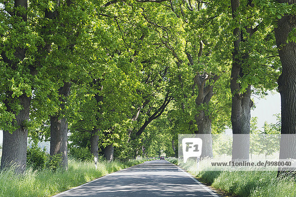 Deutsche Alleenstraße  Putbus  Rügen  Mecklenburg-Vorpommern  Deutschland  Europa