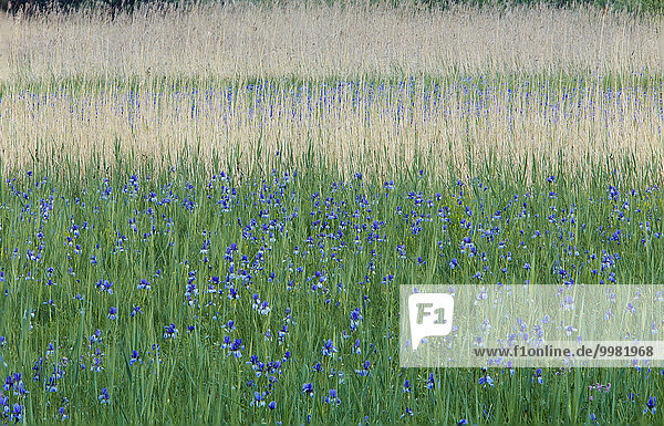 Siberian irises (Iris sibirica) in blossom  Eriskircher Ried  Eriskirch  Bavaria  Germany  Europe
