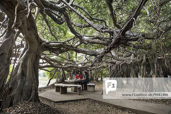 Sai Ngam  Junges Paar im Banyan Baum Hain  Sai Ngarm Park  Phimai  Korat  Provinz Nakhon Ratchasima  Isan  Isaan  Thailand  Asien