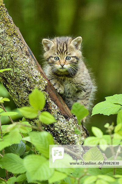Young European wildcat (Felis silvestris silvestris)  Langenberg  Langnau  Switzerland  Europe
