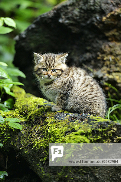 Young European Wildcat (Felis silvestris silvestris)  Langenberg  Langnau  Switzerland  Europe