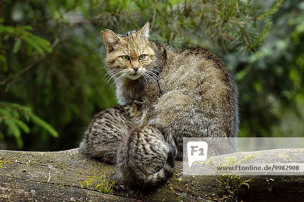 European Wildcat (Felis silvestris silvestris)  female suckling her kittens  Langenberg  Langnau  Switzerland  Europe
