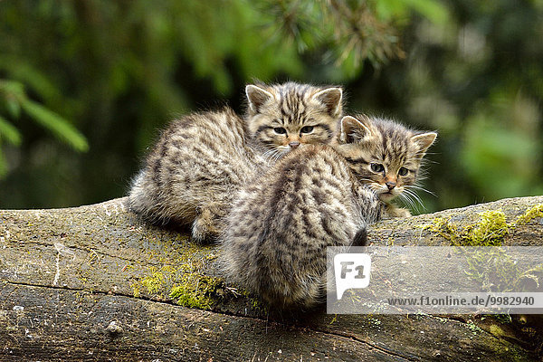 European Wildcats (Felis silvestris silvestris)  kittens  Langenberg  Langnau  Switzerland  Europe