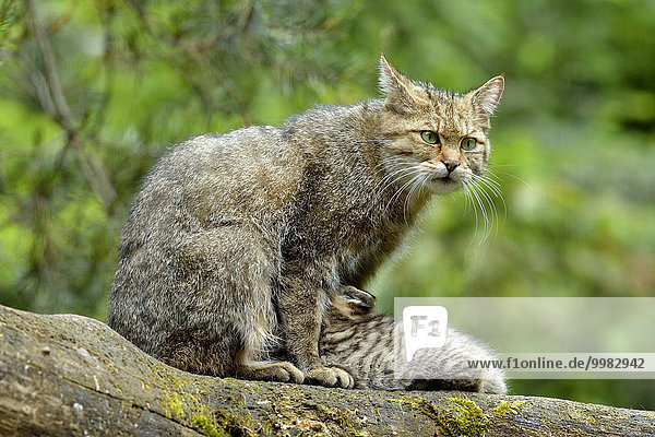 European Wildcat (Felis silvestris silvestris)  female suckling her kitten  Langenberg  Langnau  Switzerland  Europe