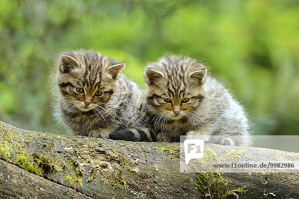 European Wildcat (Felis silvestris silvestris)  kitten  Langenberg  Langnau  Switzerland  Europe