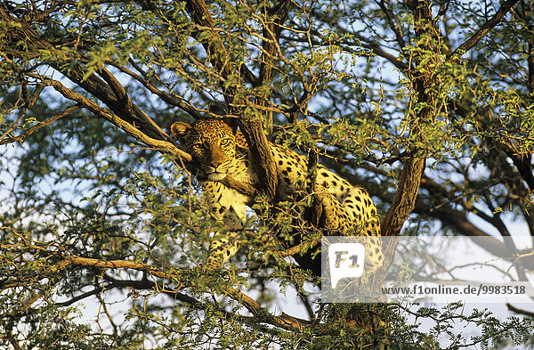 Leopard (Panthera pardus)  Weibchen  ruht in Kameldornbaum (Acacia erioloba)  Kalahari  Kgalagadi Transfrontier National Park  Südafrika